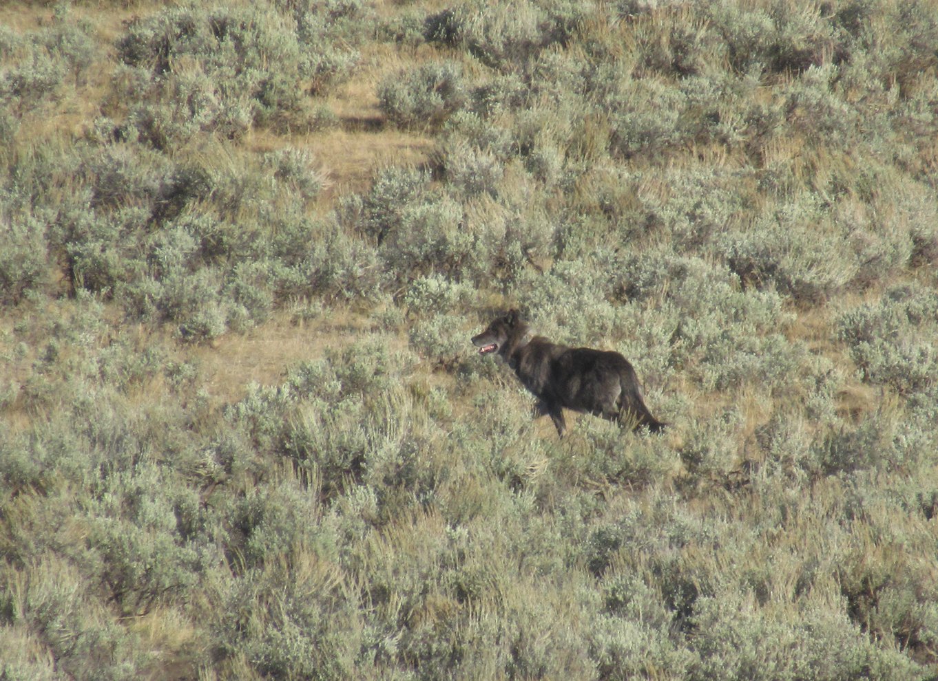 Lamar Valley: Safari-vandretur med frokost