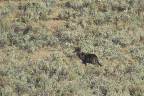 Lamar Valley: tour escursionistico safari con pranzoEscursione safari nella valle di Lamar con pranzo