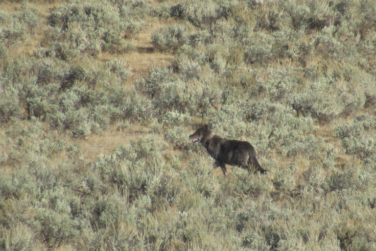 Lamar Valley: tour escursionistico safari con pranzoEscursione safari nella valle di Lamar con pranzo