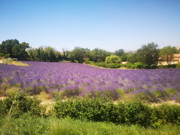 AixenProvence Day Trip to the Valensole Lavender Fields  GetYourGuide