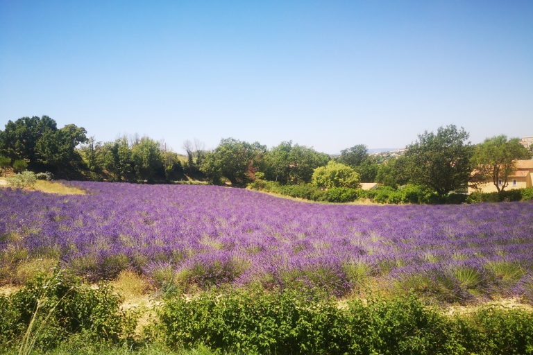 Aix-en-Provence: jednodniowa wycieczka na pola lawendy Valensole