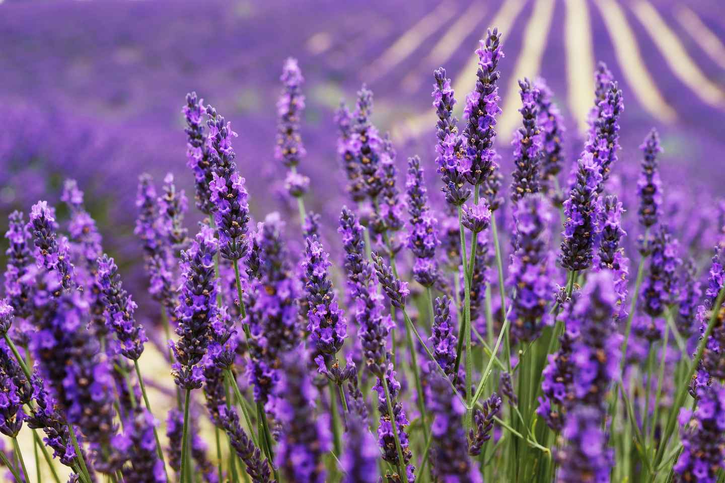 From Aix: Day Trip to Valensole Lavender Fields in Provence