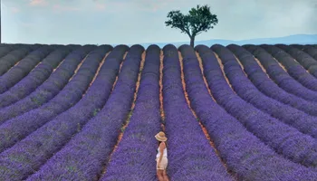 Provence Perfection: The Top Must-See Attractions in Southern France - Lavender Fields and Valensole Plateau