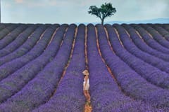 Ab Aix-en-Provence: Halbtagestour zu den Lavendelfeldern in der Provence