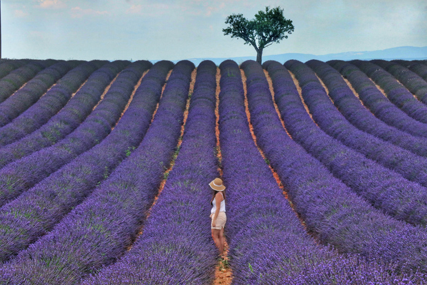 De Aix-en-Provence: viagem de um dia aos campos de lavanda na Provença