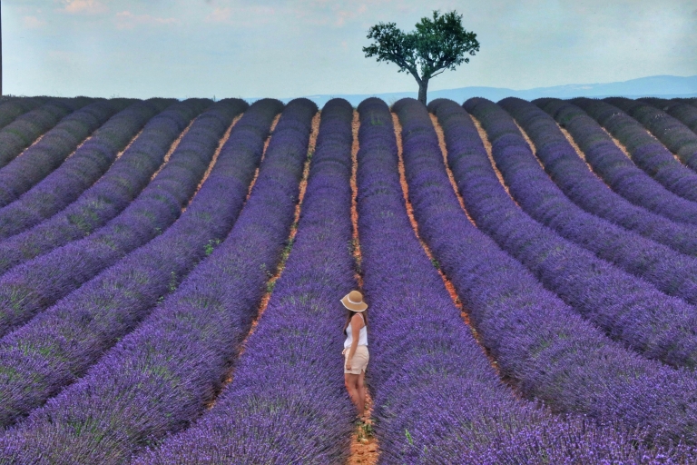 Aix-en-Provence: dagtocht naar de lavendelvelden van Valensole