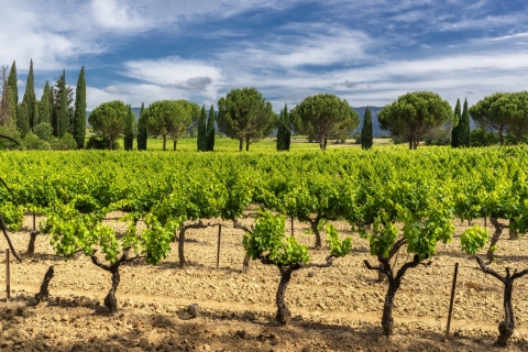 Aix-en-Provence: półdniowa wycieczka po winach
