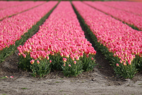 Keukenhof: Flower Fields Small-Group Cultural Bike Tour