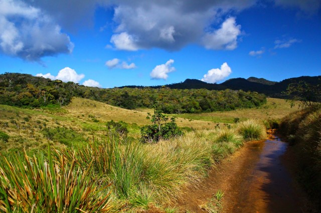 Visit Horton Plains National Park Tour & Scenic Train Ride in hill country