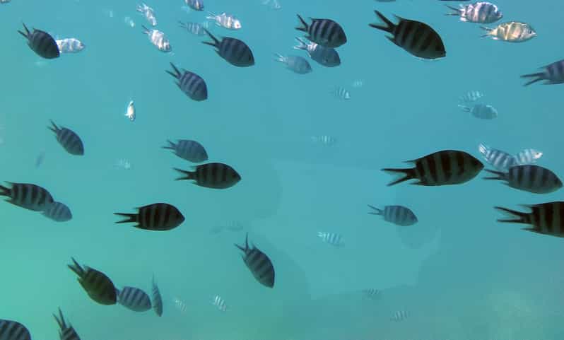 Seychellen: Riff-Schnorchel-Safari im Saint-Anne Marine Park | GetYourGuide