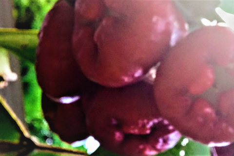 Mahé: Individuelle private Inseltour mit Fahrer