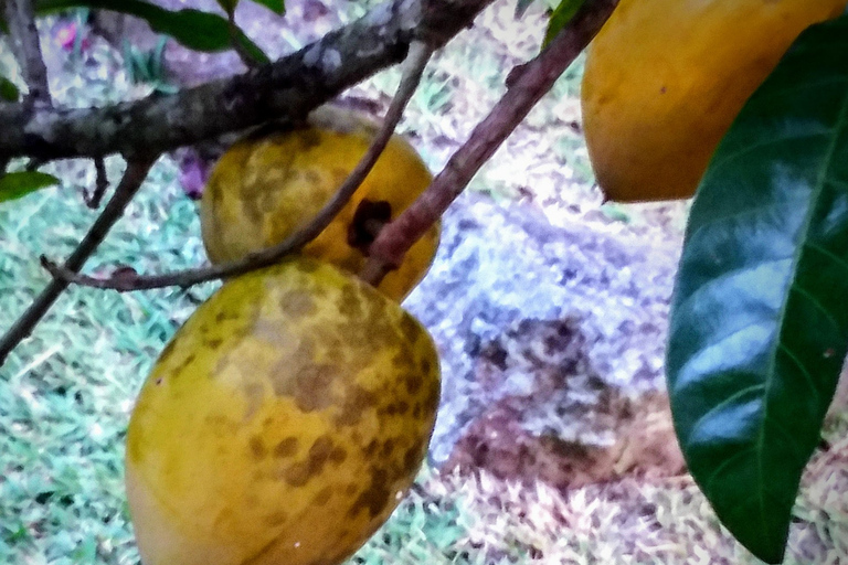 Mahé: Individuelle private Inseltour mit Fahrer