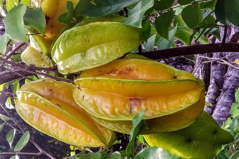 Mahé: Individuelle private Inseltour mit Fahrer