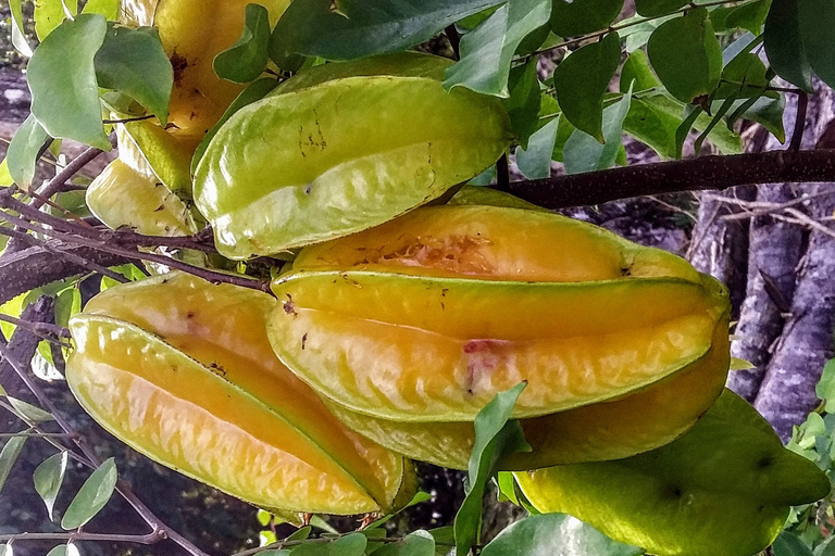 Mahé: Individuelle private Inseltour mit Fahrer