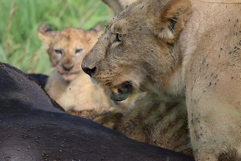 Ngorongoro Crater: Full-Day Safari Tour