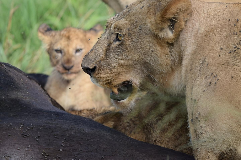 Ngorongoro krater: Dagsutflykt på safari