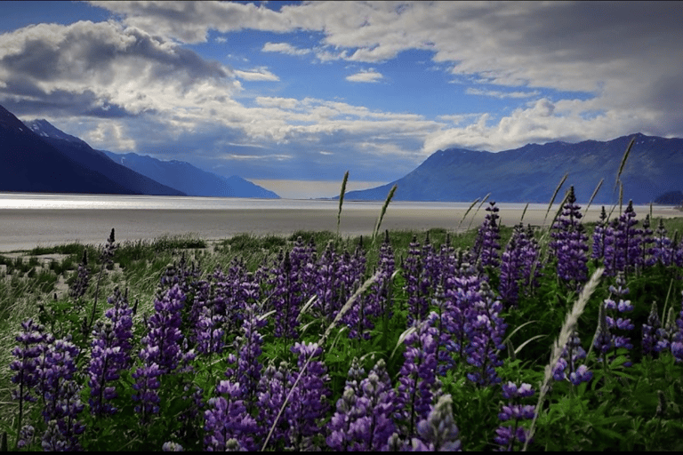 From Anchorage: Wilderness, Wildlife, & Glacier Experience