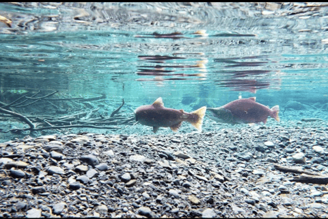 From Anchorage: Wilderness, Wildlife, & Glacier Experience