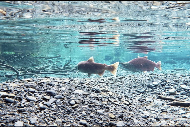 From Anchorage: Wilderness, Wildlife, & Glacier Experience