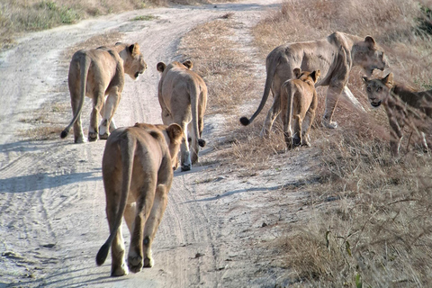Arusha: 4 giorni di safari nel Serengeti e nel cratere del NgorongoroSafari privato