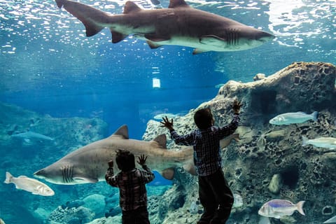 Heraklion: gita giornaliera guidata con tour a piedi e Cretaquarium