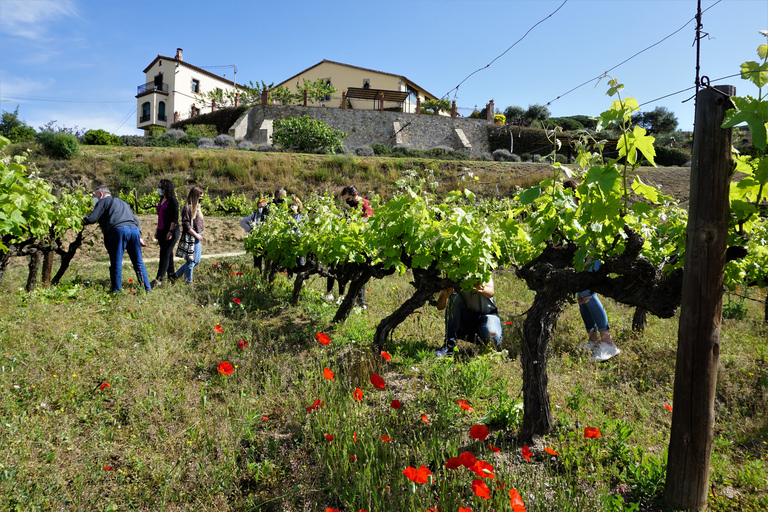 Depuis Barcelone : Excursion à la voile et à vélo électrique dans un vignoble avec dégustationsVoiture vers un vignoble avec navigation vers Barcelone