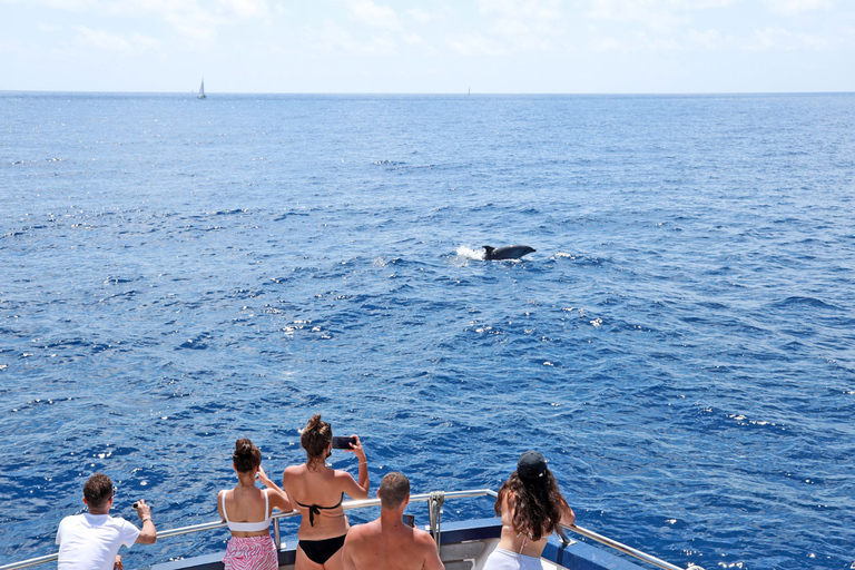 Mallorca: 2-timmars kryssning med delfinskådning och glasbottnad båtMötesplats: Paguera