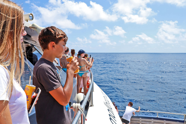 Mallorca: 2-Hour Dolphin Watching Cruise & Glass-Bottom Boat Paguera Meeting Point