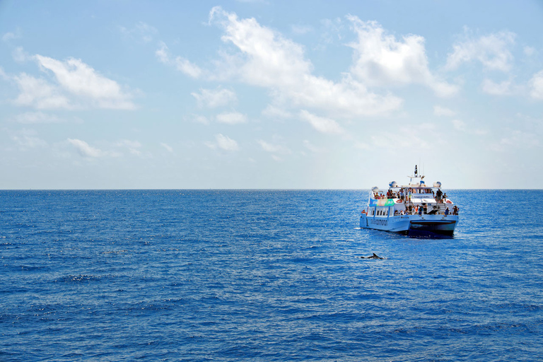 Mallorca: 2-Hour Dolphin Watching Cruise & Glass-Bottom Boat Paguera Meeting Point