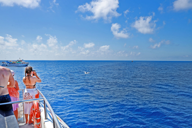 Mallorca: 2-Hour Dolphin Watching Cruise & Glass-Bottom Boat Paguera Meeting Point