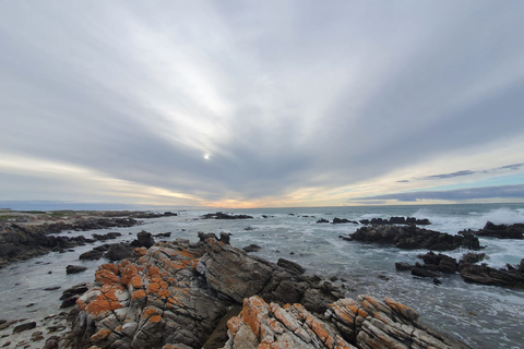 Kapstaden: Cape Aghullas Van Tour med hotellhämtning