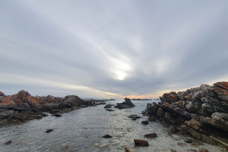 Kapsztad: Cape Aghullas Van Tour z odbiorem z hotelu