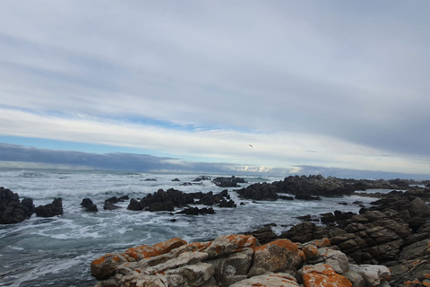 Kaapstad: Cape Aghullas Van Tour met hotelovername