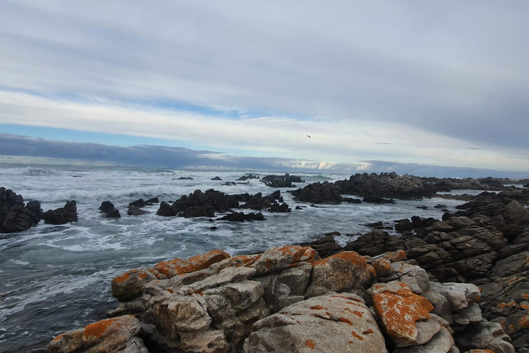 Kaapstad: Cape Aghullas Van Tour met hotelovername