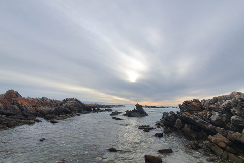 Cape Town: Cape Aghullas Van Tour avec prise en charge à l'hôtel