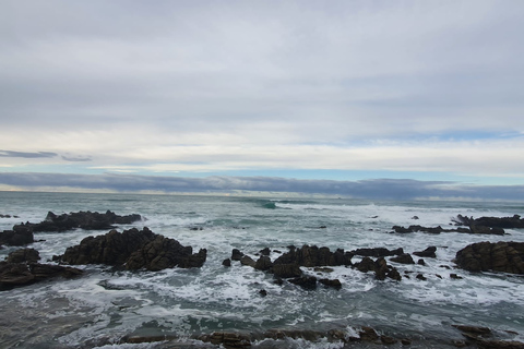 Cape Town: Cape Aghullas Van Tour avec prise en charge à l'hôtel