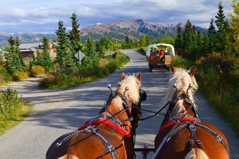 Denali: Horse-Drawn Covered Wagon Tour with Meal