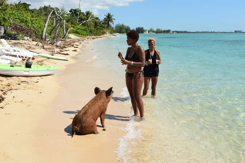 ナッソー ホテルトランスファー付きピッグビーチアイランドチケット Getyourguide