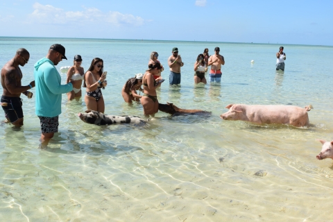 Nassau: Pig Beach Island Ticket with Hotel Transfer Nassau: Pig Beach Attraction Ticket with Hotel Transfer