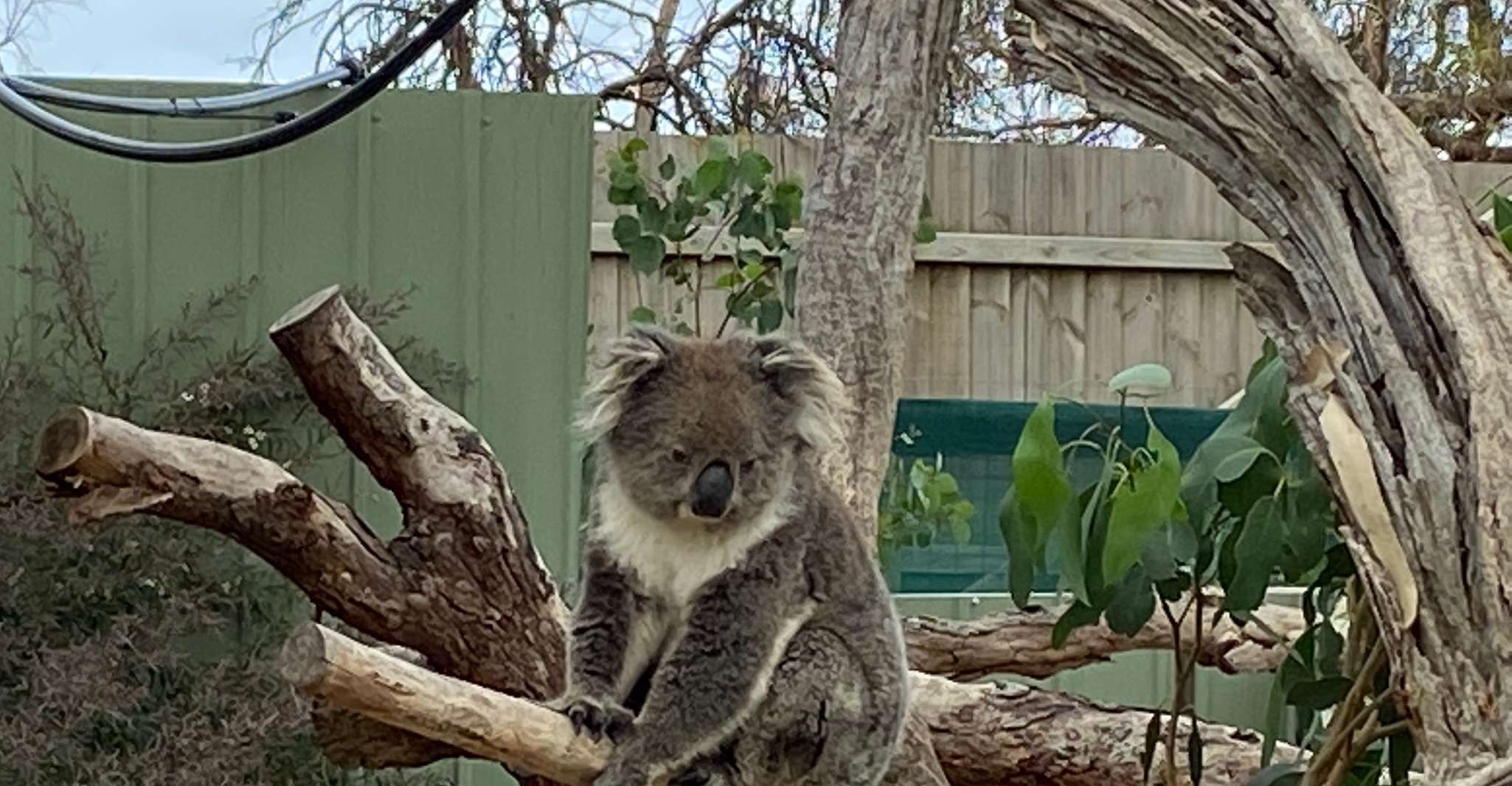 Melbourne: Phillip Island Tour & Penguin Parade photo 5