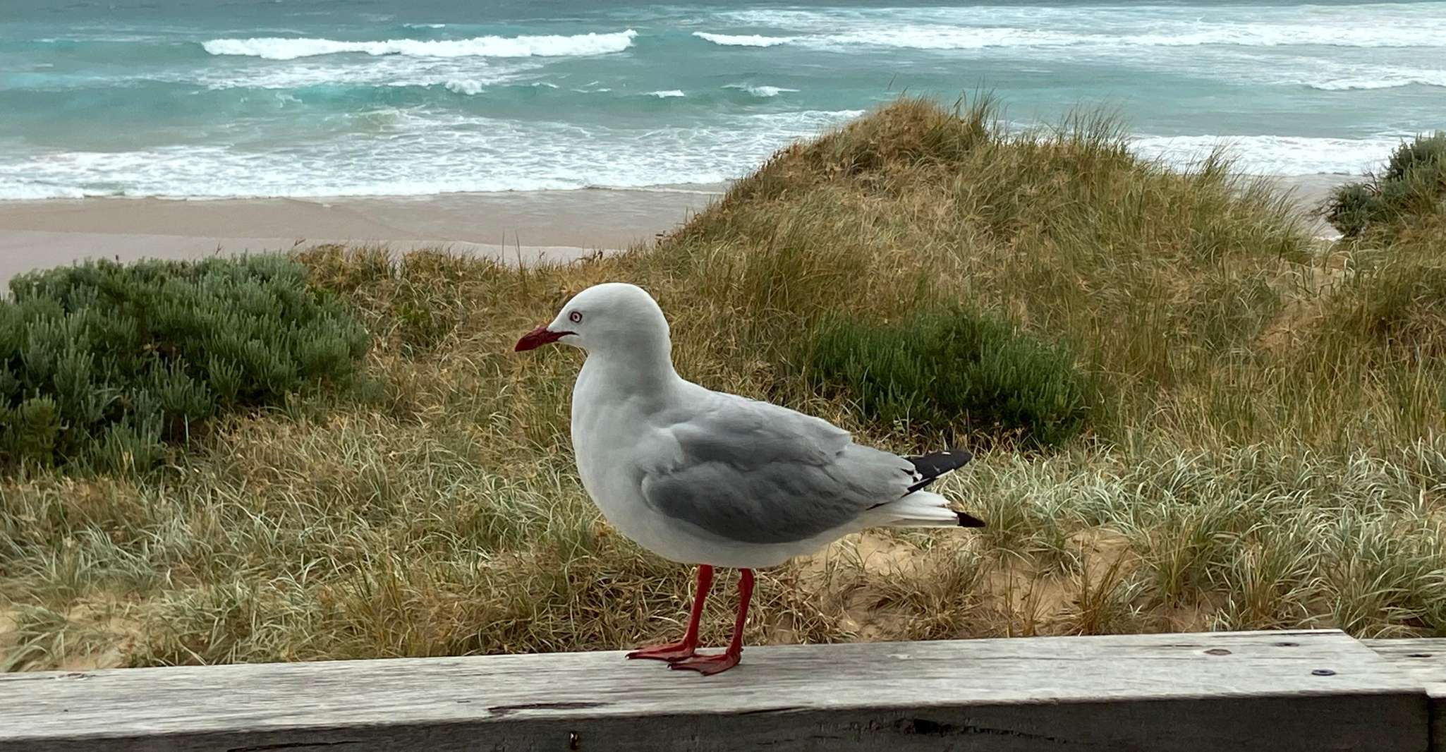 Melbourne: Phillip Island Tour & Penguin Parade photo 6