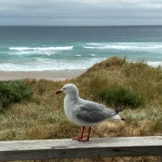 Melbourne: Phillip Island Tour & Pinguin-Parade | GetYourGuide