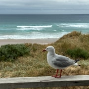 Melbourne: Phillip Island Tour & Pinguin-Parade | GetYourGuide