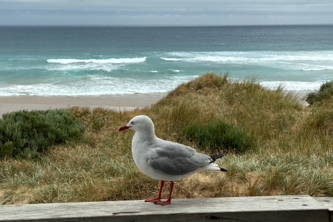 Melbourne: wycieczka na wyspę Phillip Island i parada pingwinów