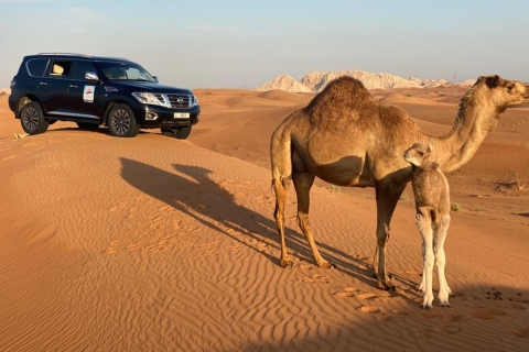 Dubaj: Red Dunes Morning Desert Quad, buggy lub jazda 4x4Poranne safari na pustyni z przejażdżką quadem