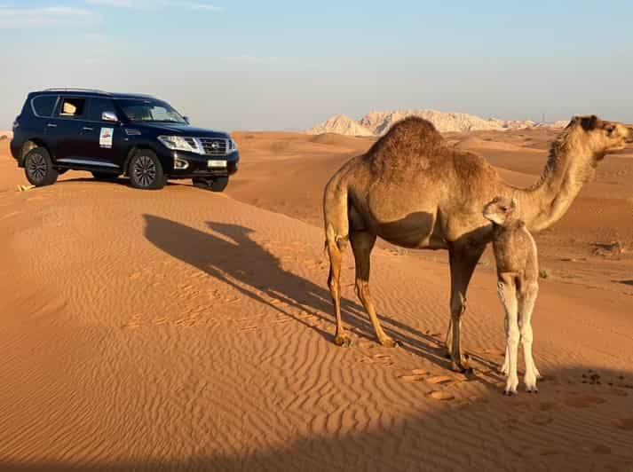 Dubai Red Dunes Evening Quad Bike Dune Blast Com Churrasco GetYourGuide