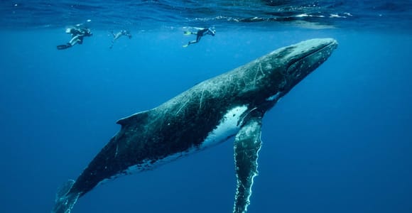 Moorea: Whale Swimming Boat Trip