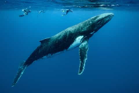 Moorea: Whale and Dolphin Watching