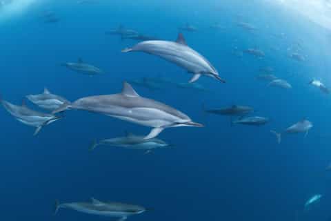 Moorea: Whale and Dolphin Watching