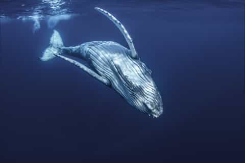 Moorea: Whale and Dolphin Watching